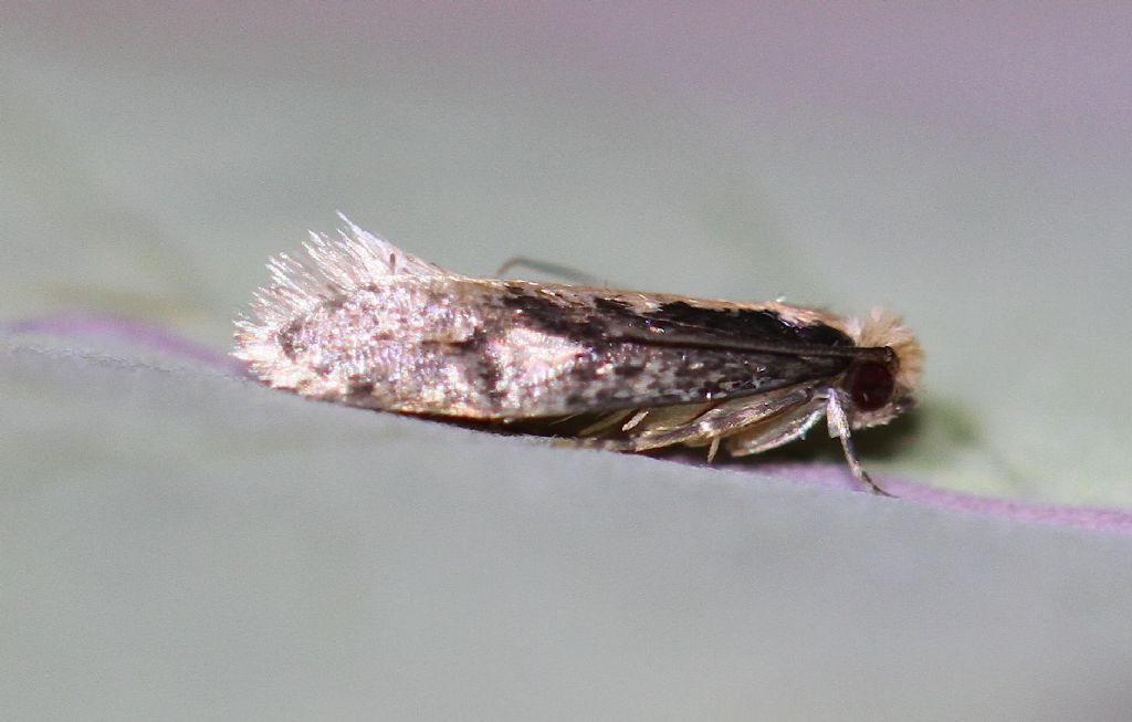 Id microlepidottero: Monopis cfr. obviella - Tineidae